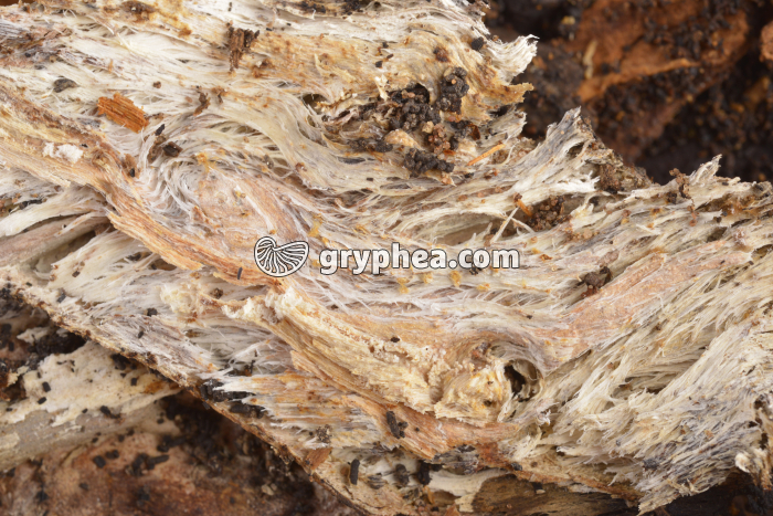 Mycélium et bois en décomposition - gryphea.com